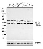 PD-L1 Antibody in Western Blot (WB)