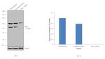 PD-L1 Antibody