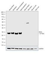 MOG Antibody