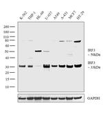 IRF3 Antibody in Western Blot (WB)