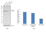 FOXO3A Antibody in Western Blot (WB)