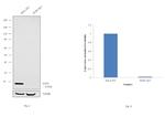 SOD1 Antibody