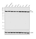 VCP Antibody in Western Blot (WB)