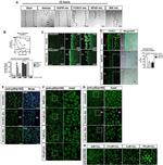 NFkB p100 Antibody in Immunocytochemistry (ICC/IF)