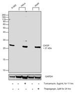 CHOP Antibody in Western Blot (WB)