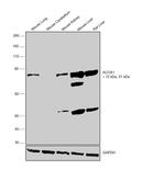 ACOX1 Antibody in Western Blot (WB)