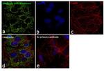 GluD1/GluD2 Antibody in Immunocytochemistry (ICC/IF)