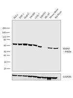 HSP60 Antibody