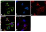 HSP60 Antibody in Immunocytochemistry (ICC/IF)