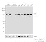 IFI16 Antibody in Western Blot (WB)