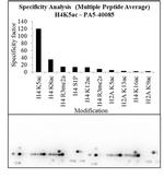 H4K5ac Antibody in Peptide array (Array)