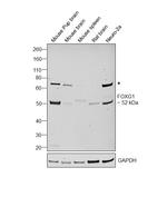 FOXG1 Antibody in Western Blot (WB)