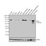 CD10 Antibody