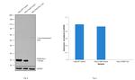 DJ-1 Antibody in Western Blot (WB)