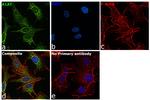 Cytochrome C Antibody in Immunocytochemistry (ICC/IF)