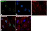 Lamin B1 Antibody in Immunocytochemistry (ICC/IF)