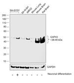 GAP43 Antibody in Western Blot (WB)