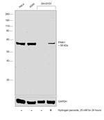 PINK1 Antibody in Western Blot (WB)