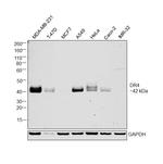 DR4 Antibody