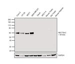 Nectin 2 Antibody in Western Blot (WB)