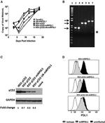 CD274 (PD-L1, B7-H1) Antibody in Flow Cytometry (Flow)