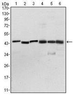 PDK1 Antibody in Western Blot (WB)