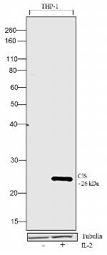 Human IL-2 Protein in Functional Assay (Functional)