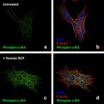 Human SCF Protein in Functional Assay (Functional)