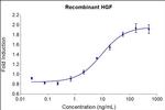 Human HGF Protein in Functional Assay (Functional)