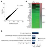 Wnt Surrogate-Fc Fusion Protein in Functional Assay (Functional)