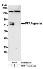 PPAR-gamma Antibody in Western Blot (WB)