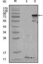 PPAR gamma Antibody in Western Blot (WB)