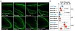 Parvalbumin Antibody in Immunohistochemistry (IHC)