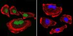 Parvalbumin Antibody in Immunocytochemistry (ICC/IF)