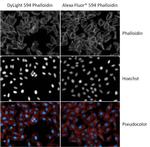 Phalloidin Control in Immunocytochemistry (ICC/IF)