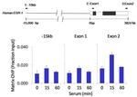 Phospho-PYK2 (Tyr402) Antibody in ChIP Assay (ChIP)