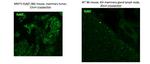 Rat IgG (H+L) Cross-Adsorbed Secondary Antibody in Immunocytochemistry (ICC/IF)