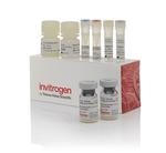 Human IL-1 beta ProQuantum Immunoassay Kit (A35574)