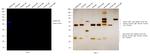 Rabbit IgG (H+L) Secondary Antibody in Western Blot (WB)