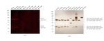 Rat IgG (H+L) Secondary Antibody in Western Blot (WB)