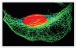 Mouse IgG (H+L) Secondary Antibody in Immunocytochemistry (ICC/IF)