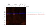 Mouse IgG (H+L) Secondary Antibody in Western Blot (WB)