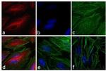 Rabbit IgG (H+L) Secondary Antibody in Immunocytochemistry (ICC/IF)