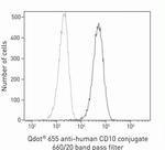 CD10 Antibody in Flow Cytometry (Flow)