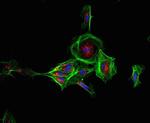 Rabbit IgG (H+L) Secondary Antibody in Immunocytochemistry (ICC/IF)