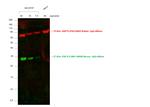 Mouse IgG (H+L) Cross-Adsorbed Secondary Antibody in Western Blot (WB)