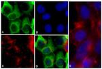 6x-His Tag Antibody in Immunocytochemistry (ICC/IF)