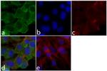 HisG Epitope Tag Antibody in Immunocytochemistry (ICC/IF)