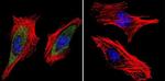 RAB9 Antibody in Immunocytochemistry (ICC/IF)