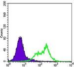 RICTOR Antibody in Flow Cytometry (Flow)